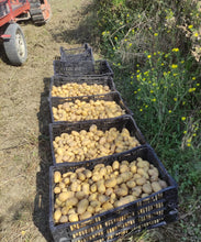 Load image into Gallery viewer, Patate gialle di Montagna, sacchetto da 1-3-5kg
